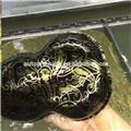Transparent Gold Flower Hydro Dipping Film Water Transfer Hydro Graphic Film